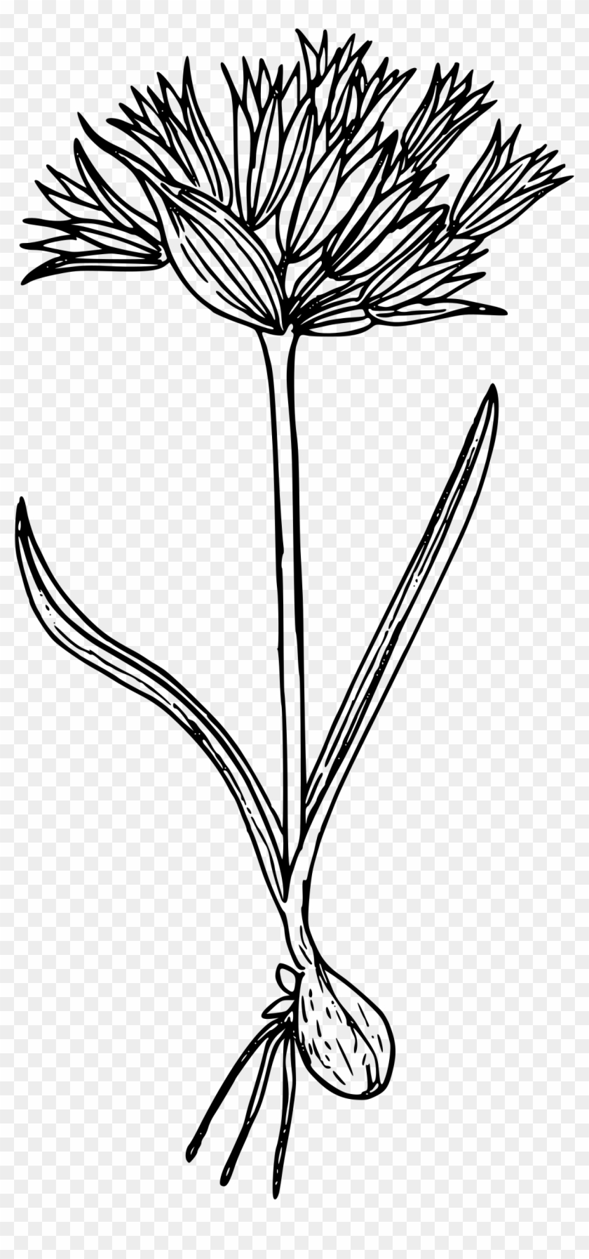 This Free Icons Png Design Of Blue Mountain Onion - Line Art Clipart