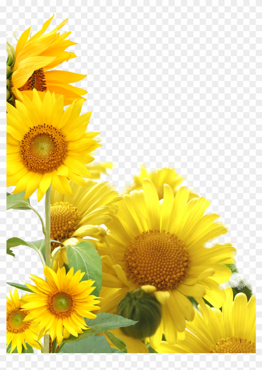Sunflower Frame Clipart - Hoa Huong Duong Psd - Png Download