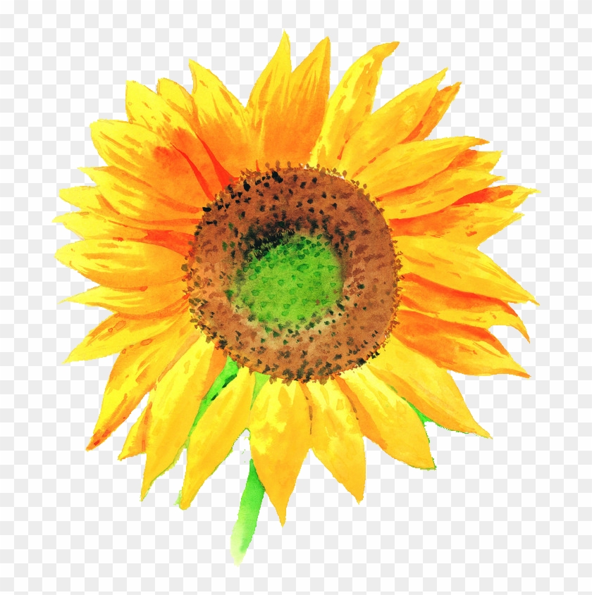 Common Sunflower Watercolor Painting Sunflower Png, - Drawing Of Sunflower With Colour Clipart #3224917