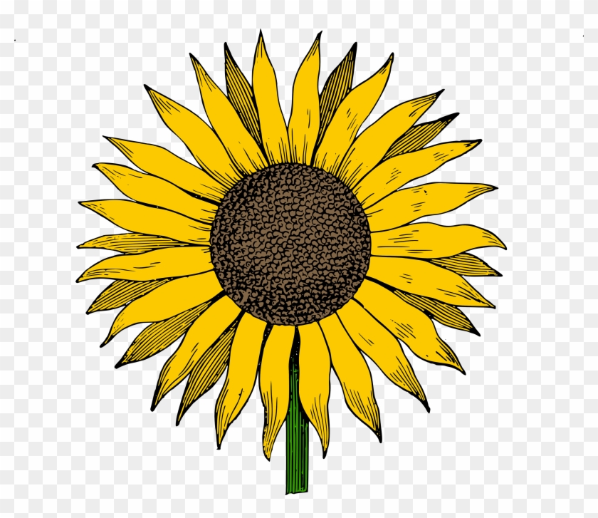Free Clip Art Sunflower Image Department Download - Sunflower Clipart - Png Download