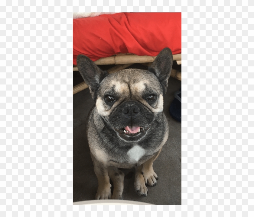 Pug Clipart