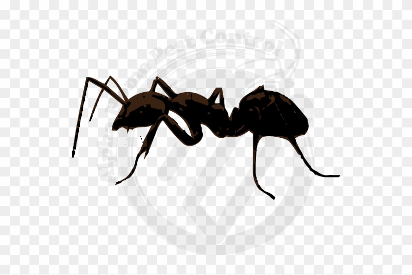 Odorous House Ants Image Gallery - Carpenter Ant Clipart #3225302