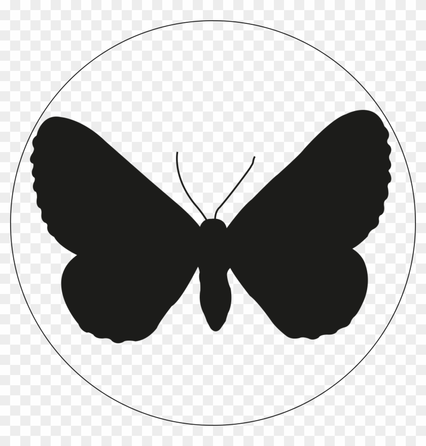 Lost In Light Luise Kalkbrenner - Butterfly Clipart