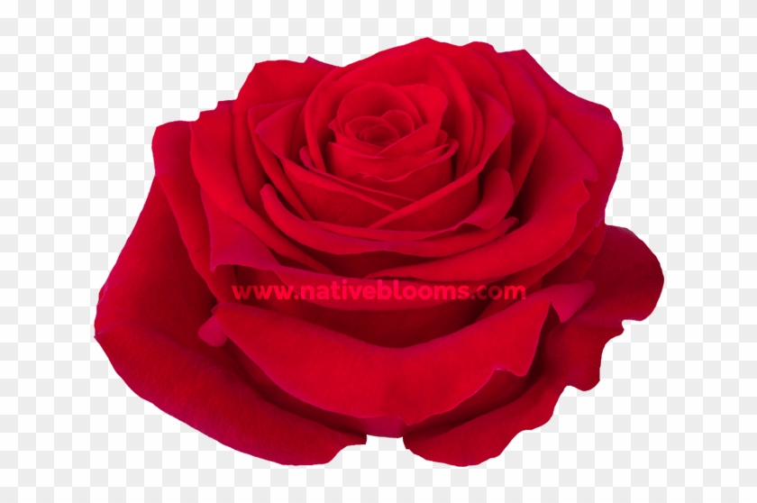 Freedom Roses - Floribunda Clipart #3226573