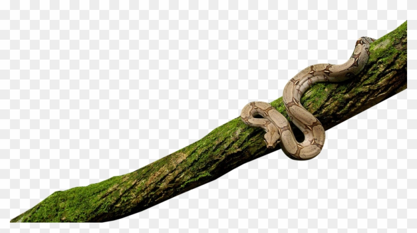 On Psd Official - Snake On Tree Png Clipart #3226688