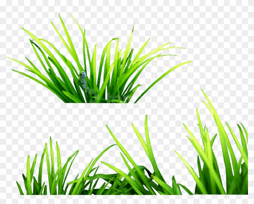 Free Png Download Grass Clipart Png Photo Png Images - Png Effect For Picsart Transparent Png #3227861