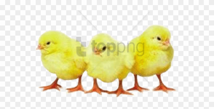 Free Png Broiler Chicken Png Png Image With Transparent - Pui De Gaina Colorati Clipart