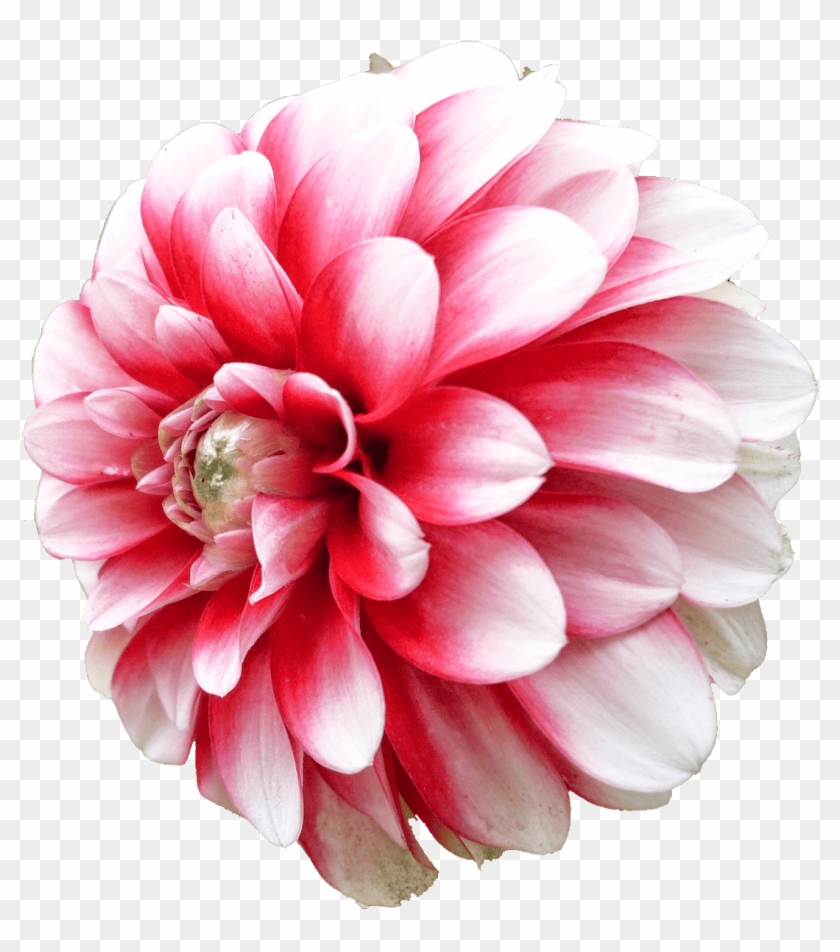 Dahlia White Pink - Png Dahlia Clipart