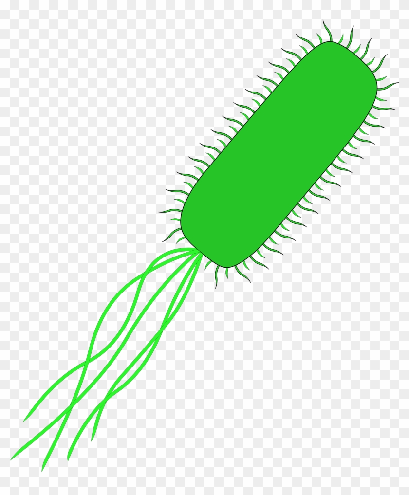 Svg Transparent Stock Bacteria Transparent E Coli - E Coli No Background Clipart