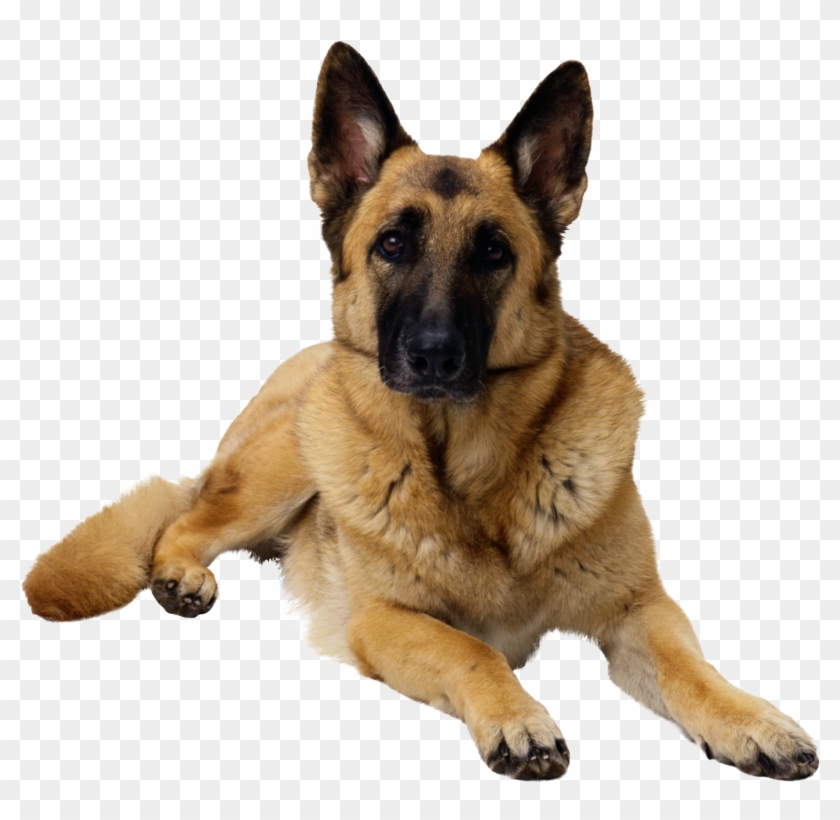German Shepherd Png - Овчарка Пнг Clipart #3229817