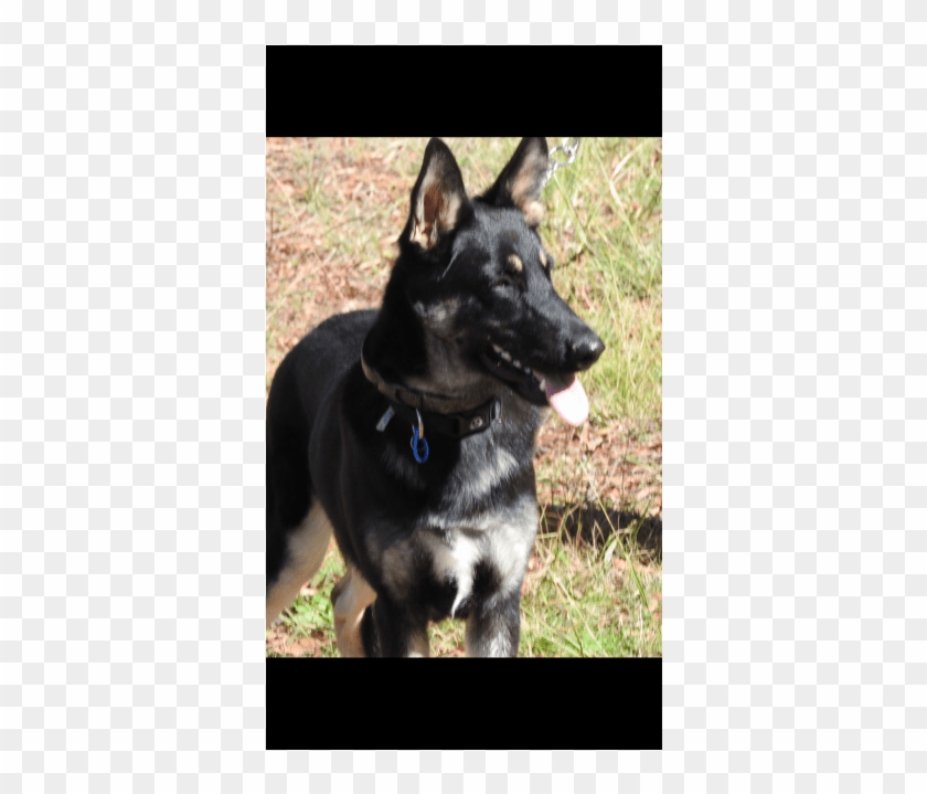 East-european Shepherd Clipart