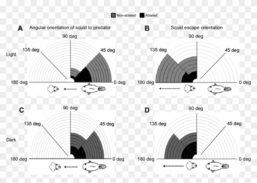 Angular Orientation Of Squid And Paralarval Squid Escape - Arch Clipart