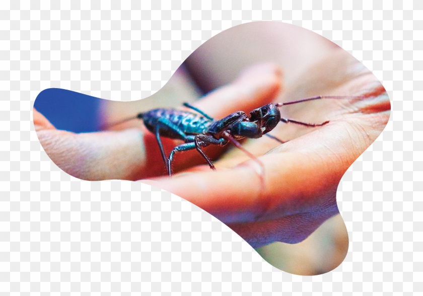 Whip-sq - Damselfly Clipart #3232988