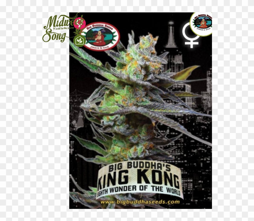Big Buddha - King Kong - Big Buddha Seeds Clipart