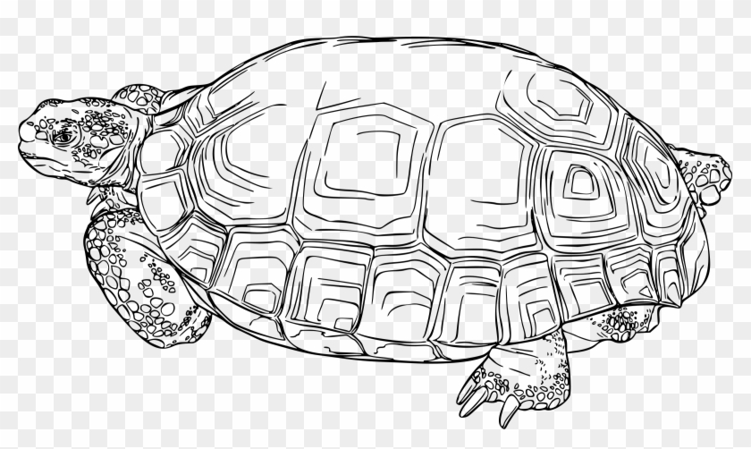 This Free Icons Png Design Of Desert Tortoise - Desert Tortoise Clip Art Transparent Png
