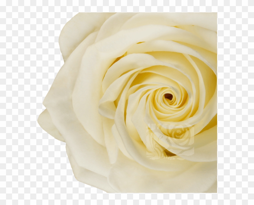 White Roses - Hybrid Tea Rose Clipart #3233496