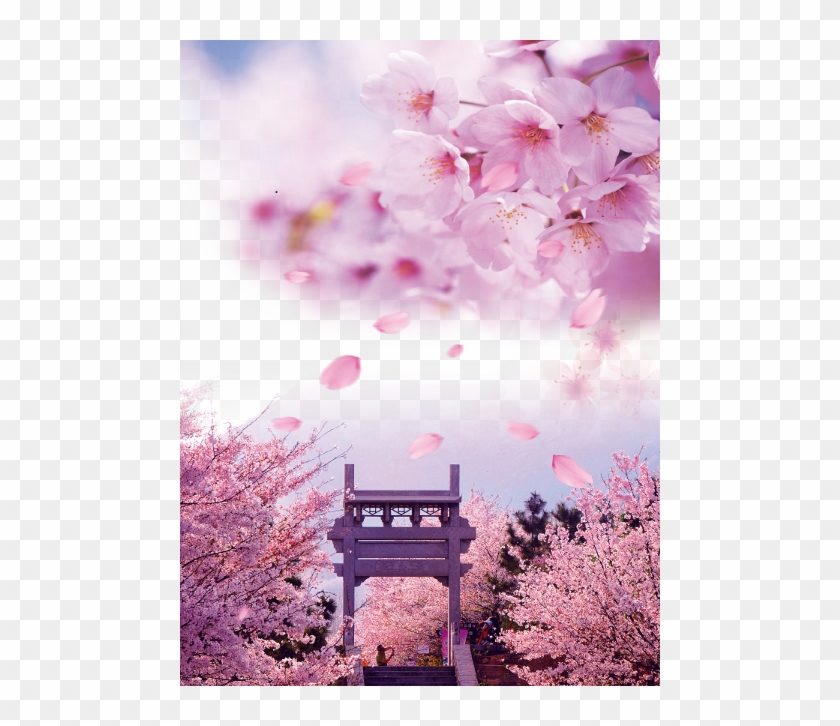 Cherry Blossom Clipart #3233537