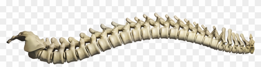 Scoliosis Lets Create Awareness Clipart