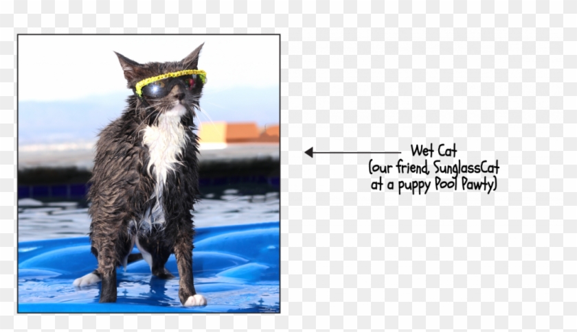 14 15 Gram Boas Lack Fluffiness And Look Like A Wet - Squitten Clipart