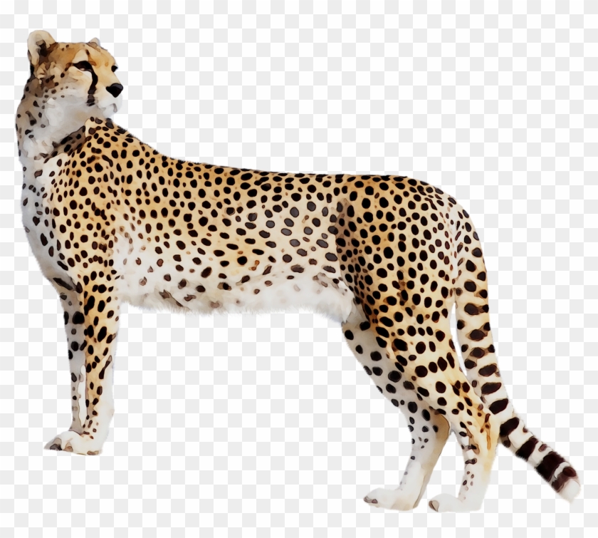 Panther Leopard Cat Tiger Black Cheetah Clipart - Cheetah Full Hd - Png Download #3235081