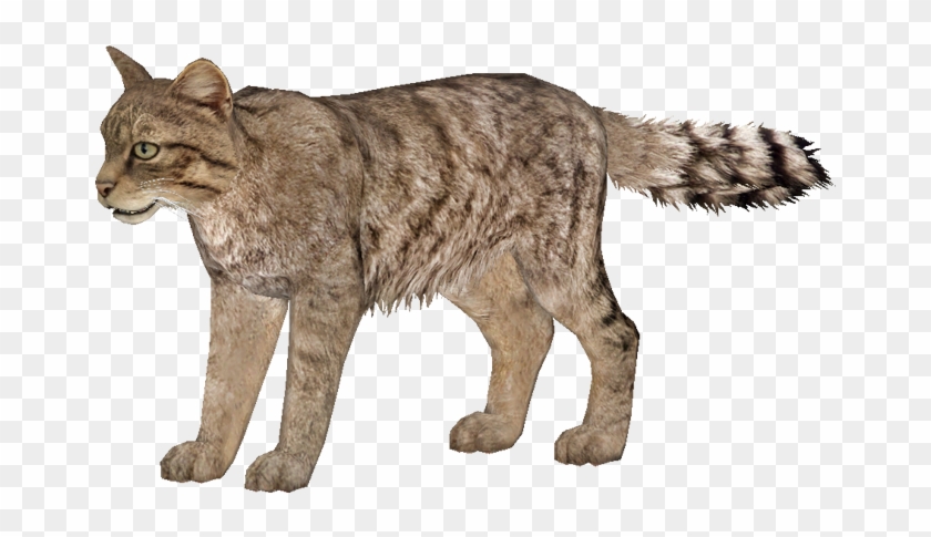 Wild Cats Png - Wild Cat Png Clipart #3235218