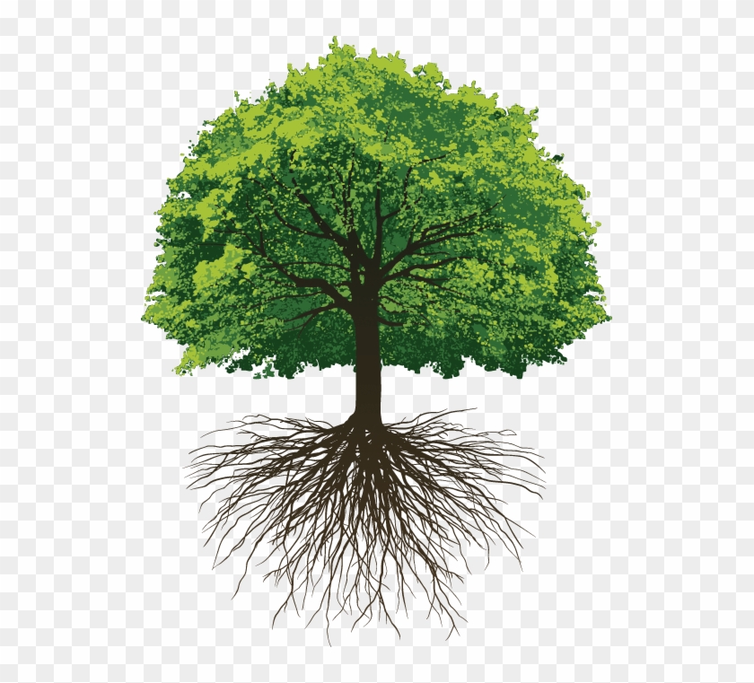 Great Oak Roots - Oak Tree With Roots Png Clipart