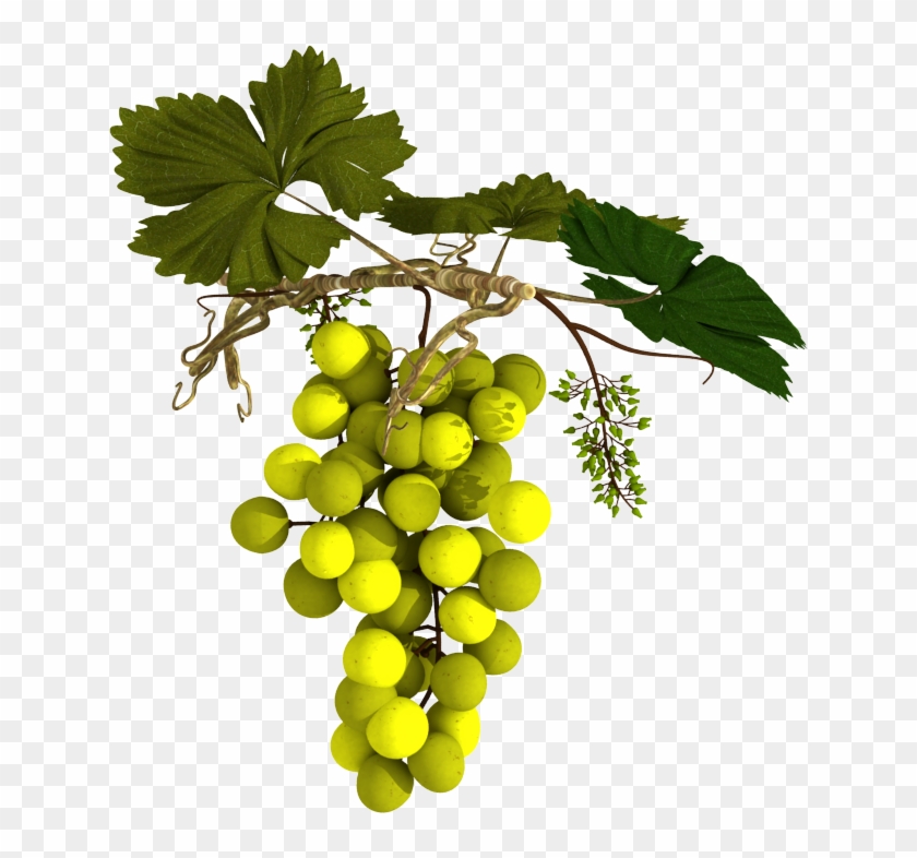 Different Type Of Grape With Different Color - Seedless Fruit Clipart