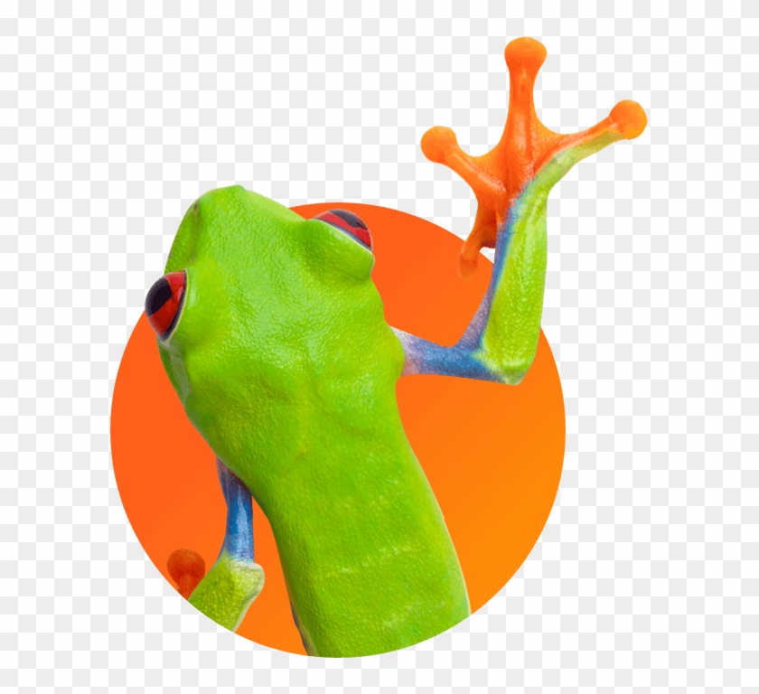 A Frog - Tree Frog Clipart