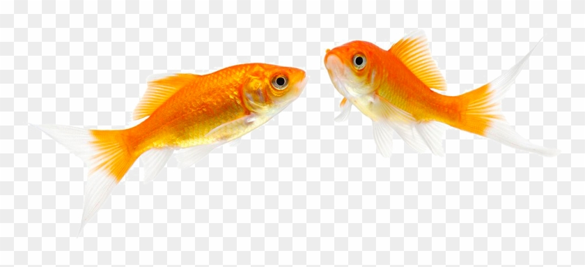 Clip Free Stock Fantail Fish Pet Stock Photography - Goldfish - Png Download