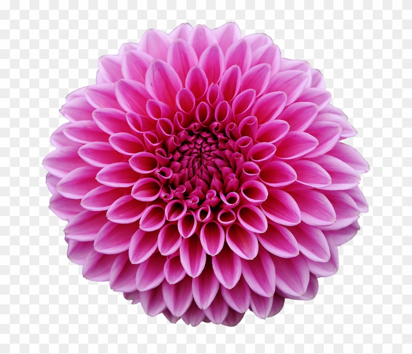 Dahlia Png Pic - Dahlia Png Clipart