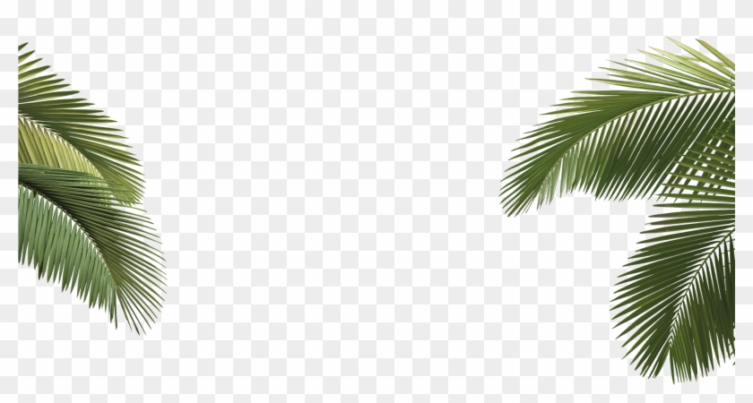 Arecaceae Asian Palmyra - Gold Palm Tree Leaves Transparent Clipart