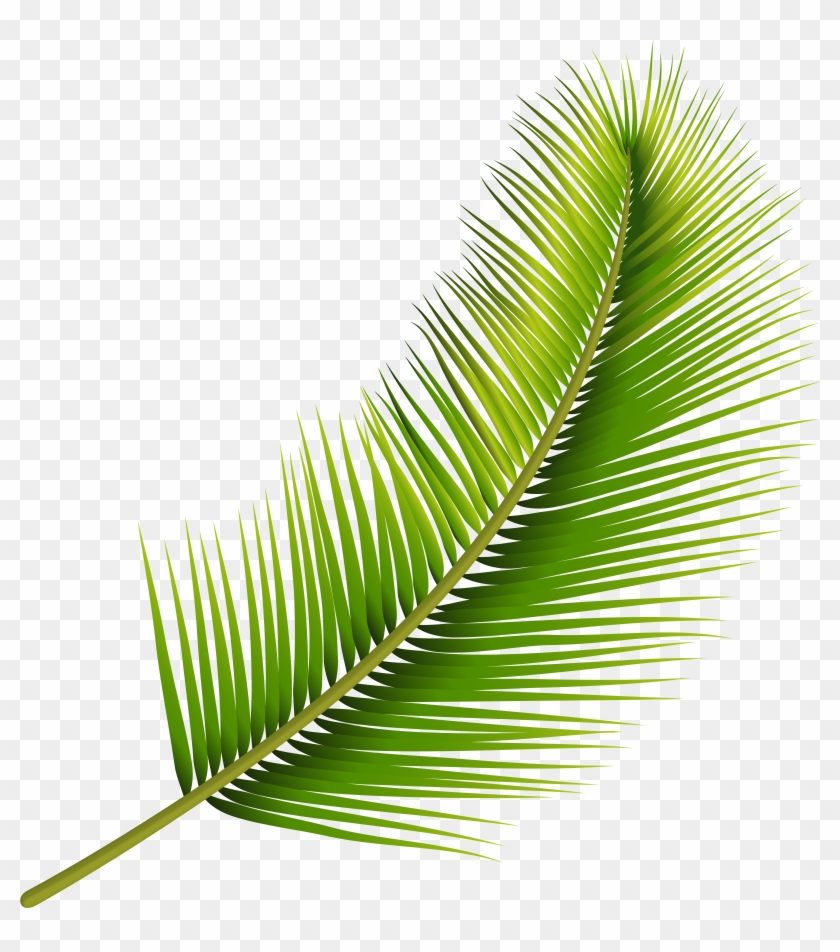 Palm Leaf Png Transparent Image Clipart #3243790