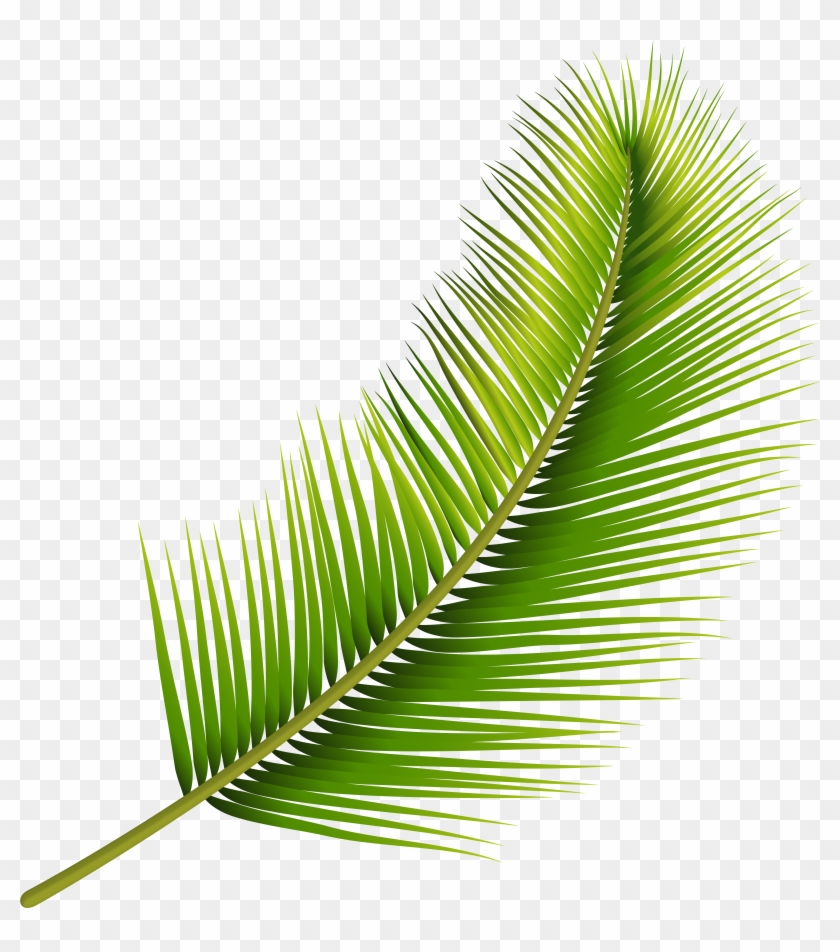 Palm Leaf Png Transparent Image Clipart
