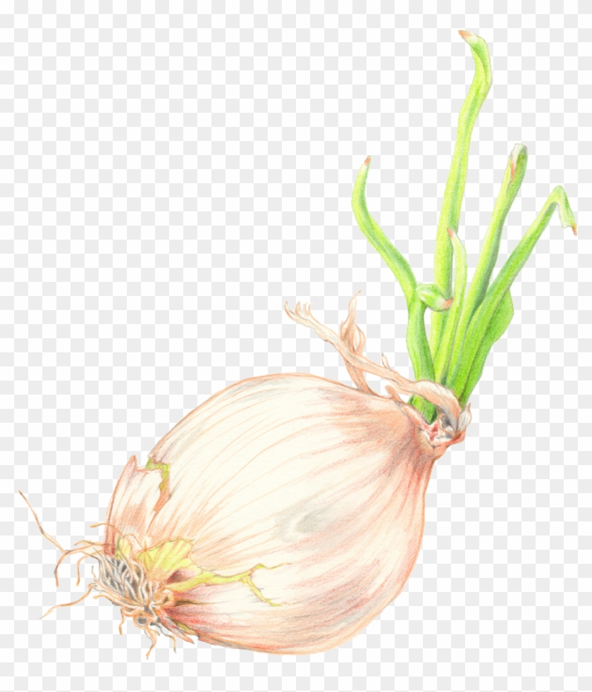 Drawing Vegetables Onion - Red Onion Clipart