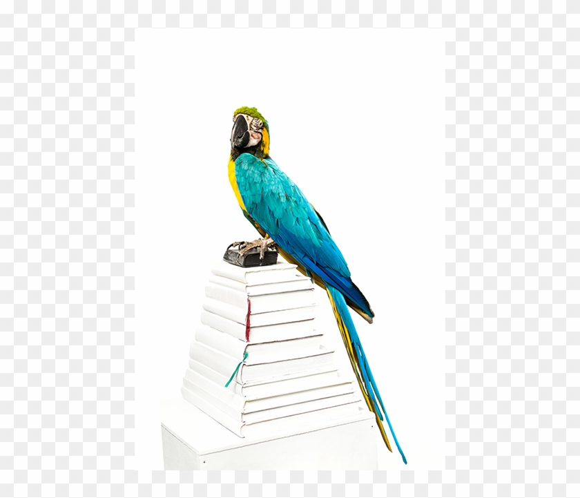 Political-parrot - Macaw Clipart #3247721