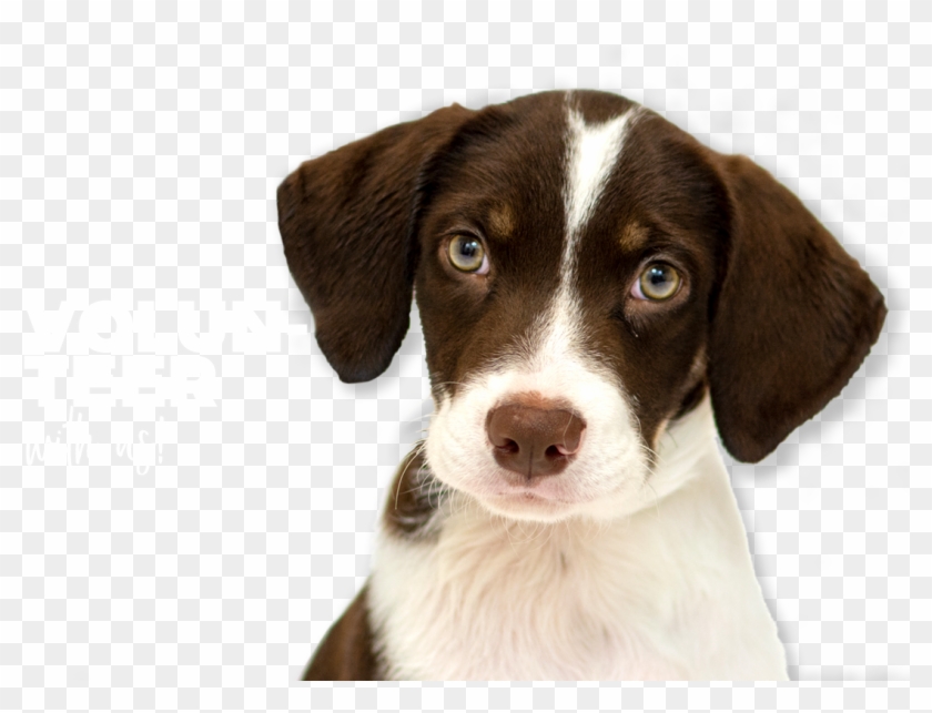 Total Donors - English Foxhound Clipart