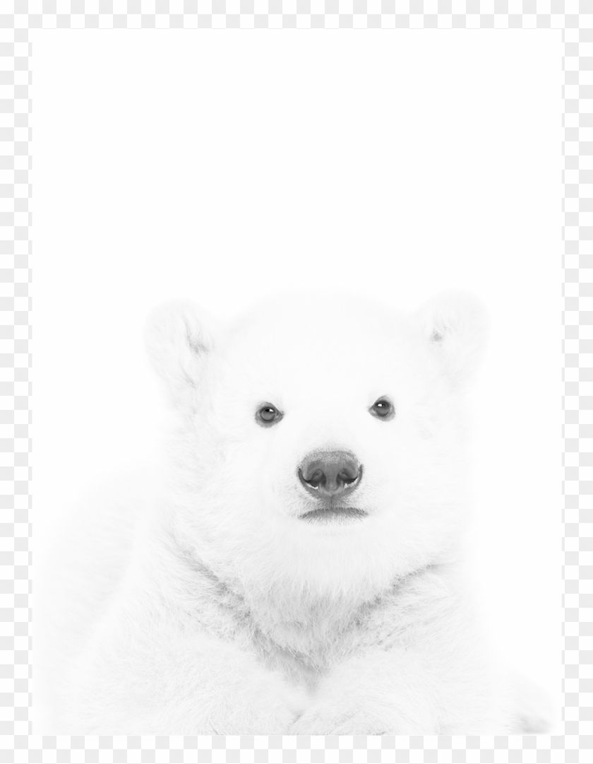 Polar Bear Cub Png Clipart