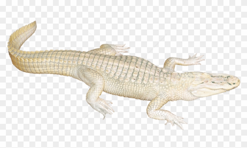 Free Png Download White Crocodile Png Images Background - White Crocodile Png Clipart
