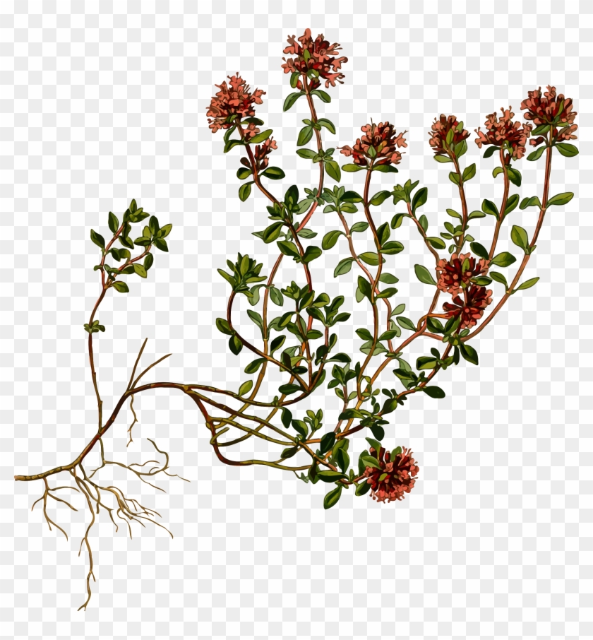 This Free Icons Png Design Of Wild Thyme - Botanical Thyme Clipart #3250793