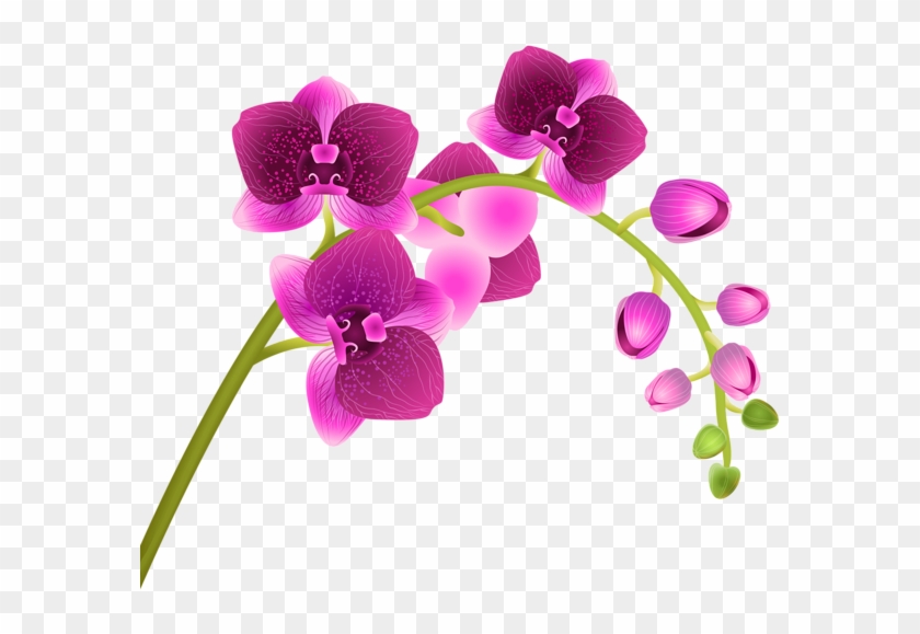 Orchid Clipart - Png Download #3251108