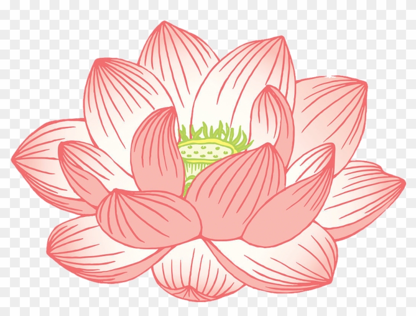 Vector Stock - Com Lotus - Nymphaea Nelumbo Clipart