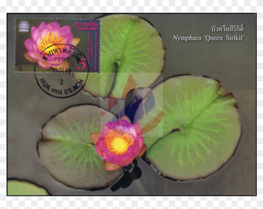 Thailand 2016, Bangkok - Water Lily Clipart