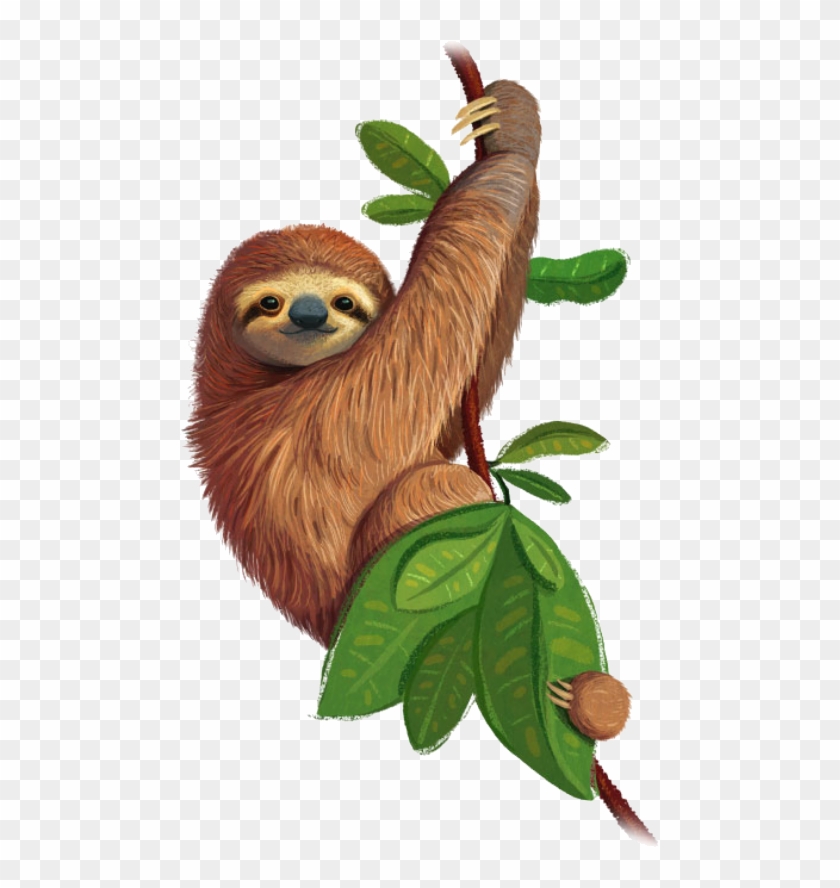 Kindergarten Through 6th Grade - Three-toed Sloth Clipart