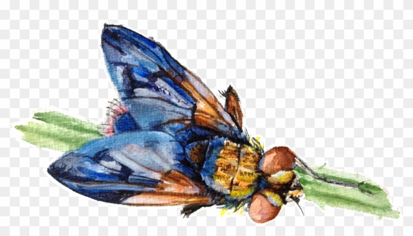 House Fly , Png Download Clipart