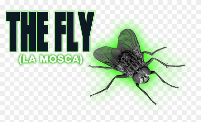 The Fly Image - Net-winged Insects Clipart