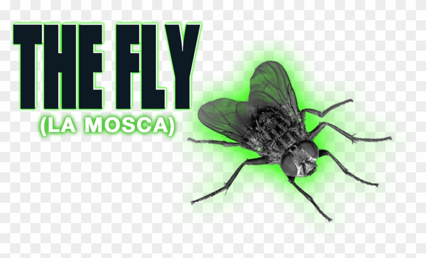 The Fly Image - Net-winged Insects Clipart #3251563