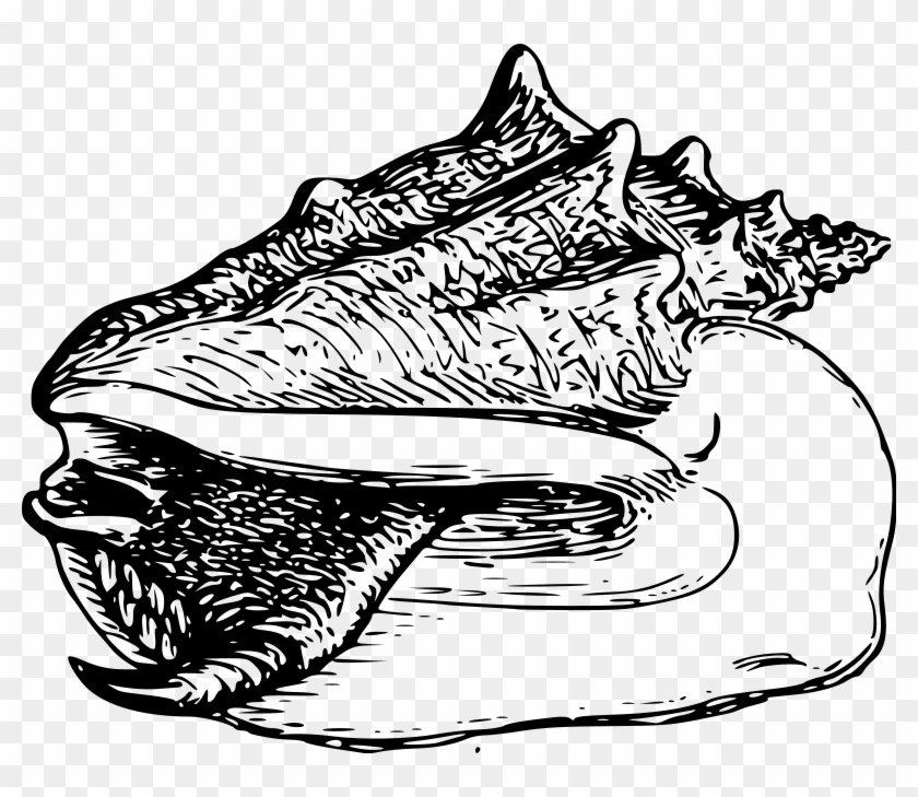 Seashell Clip Art Download - Conch - Png Download