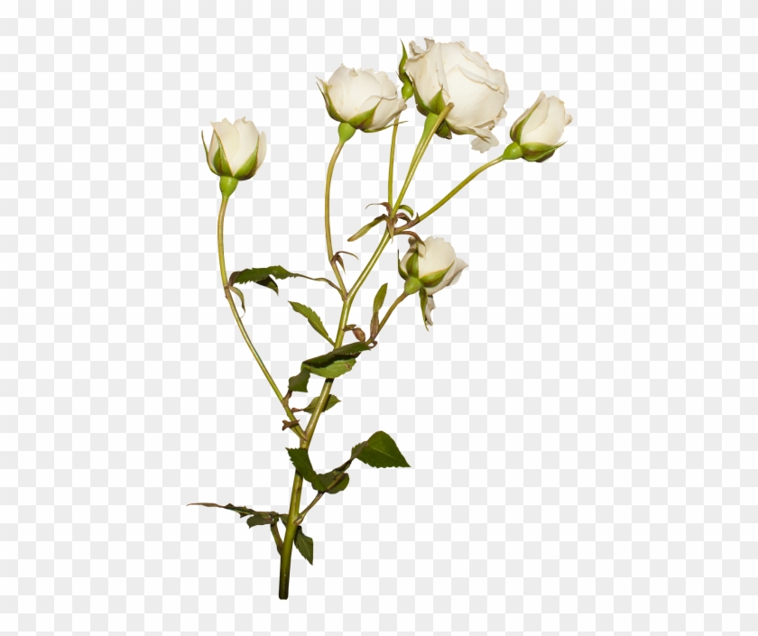 Download High Resolution Png - Rosa Rubiginosa Clipart