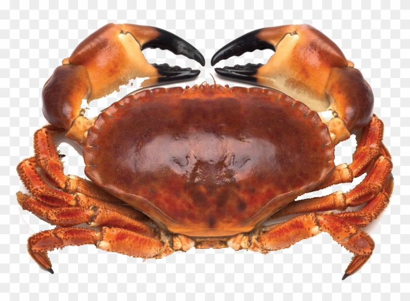 Краб На Белом Фоне Clipart