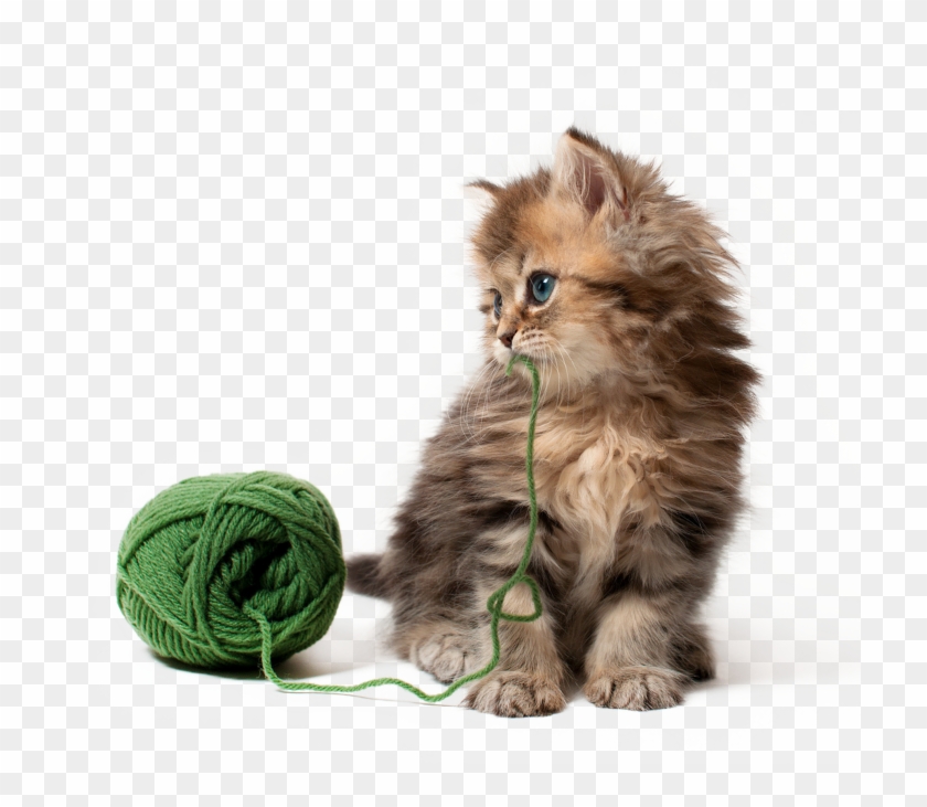 Download High Resolution Png - Cat Playing White Background Clipart